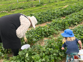 a family picking strawberries at flats dirt collective in Creston, BC