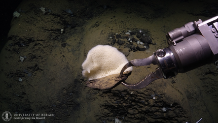 Sample from the deep sea