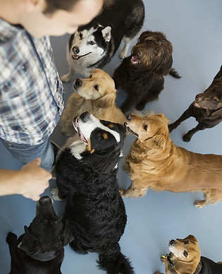 Group Of Dogs