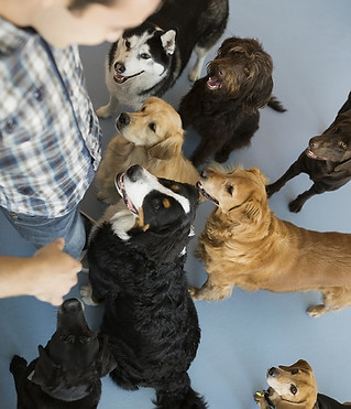 Dogs with trainer