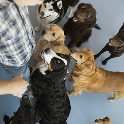 Dogs with trainer