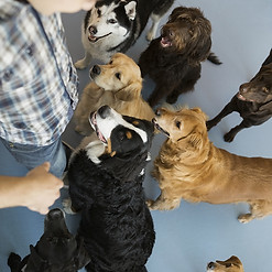 Dogs with trainer
