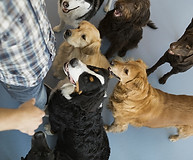 Dogs with trainer