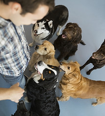 トレーナーと犬