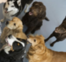 Dogs with trainer