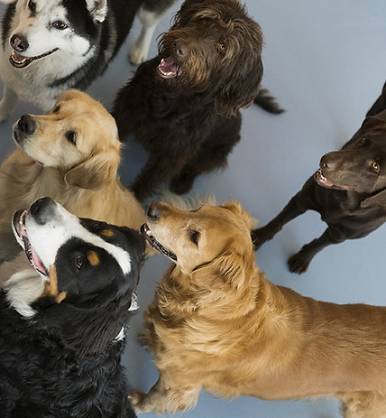 A group of medium sized dogs, all focusing on a point just outside of the photograph.