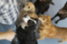 pet groomer, grooming, dog boarding, pet grooming, dog grooming, Griffin, Hampton, McDonough, Spalding County, Henry County