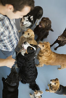 Dogs with trainer