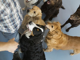 Dogs with trainer