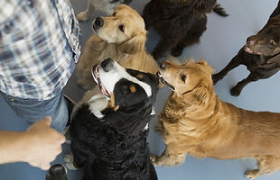 Dogs with trainer