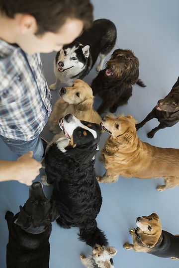 Dogs with trainer