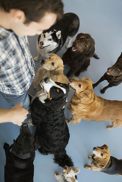 Dogs with trainer