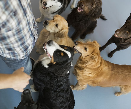 Dogs with trainer