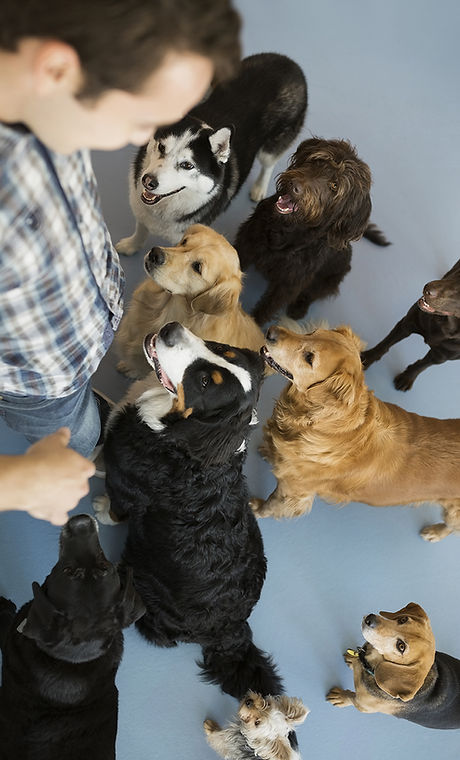 Honden met trainer