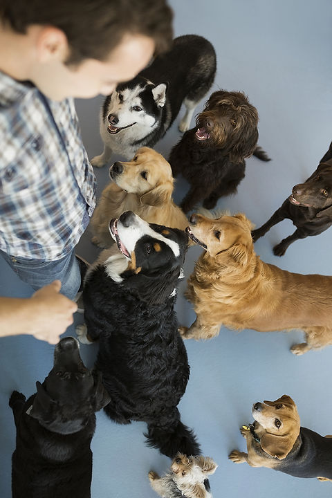 Dogs with trainer