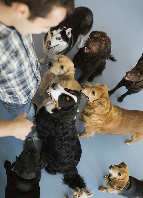 Dogs with trainer