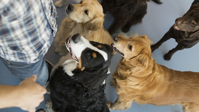Dog Trainer