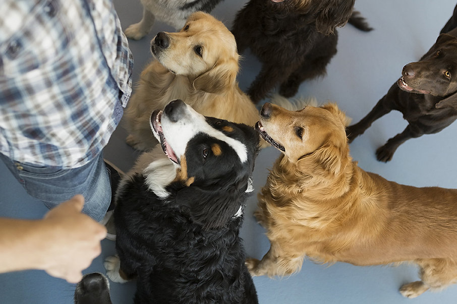 pet groomer, grooming, dog boarding, pet grooming, dog grooming, Griffin, Hampton, McDonough, Spalding County, Henry County