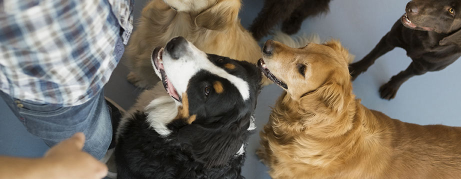 Dogs with trainer