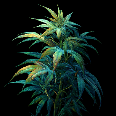 u2669819974_Imagine_a_lush_vibrant_marijuana_plant_basking_in_03aa5253-417b-48b5-af78-a5cc