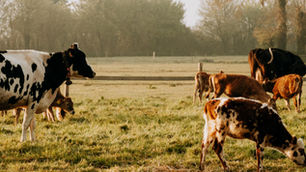 élevage bovin - illustration DNC