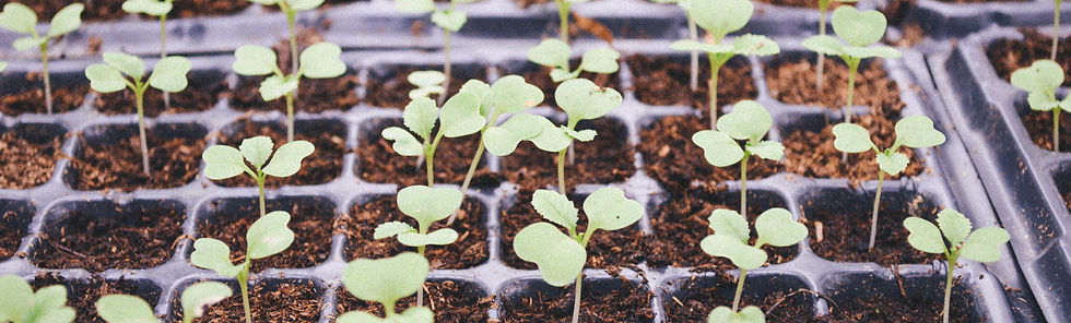 statuts dérogatoires des semences et plants en agriculture biologique