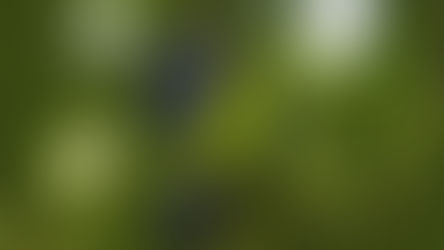 Le Quassol Autorisé temporairement comme substance de base sur prunier, pommier et poirier