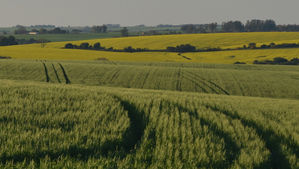 Champ de blé - essais techniques en AB