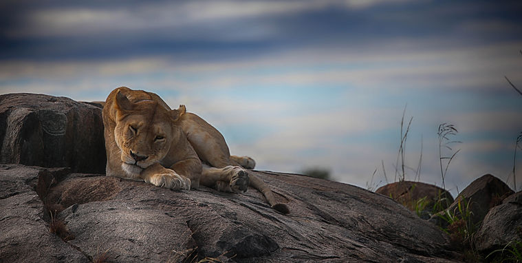 Tanzania lion sleeping on rock