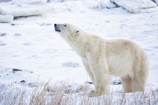 Polar bear portrait_jpg.jpg