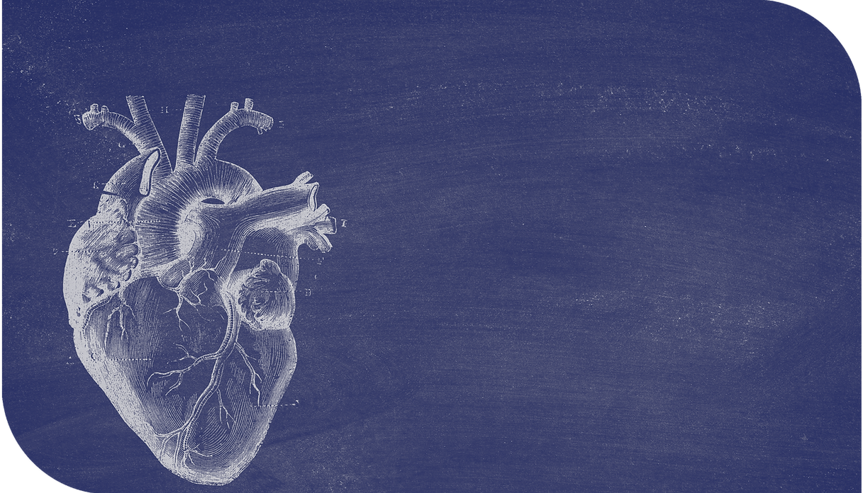 heart anatomical illustration