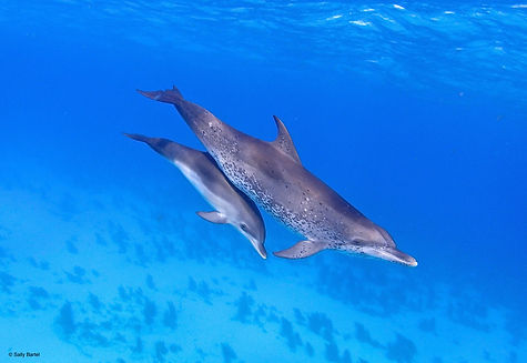 dolphin mom and baby.jpeg