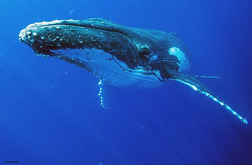 humpback close.jpeg