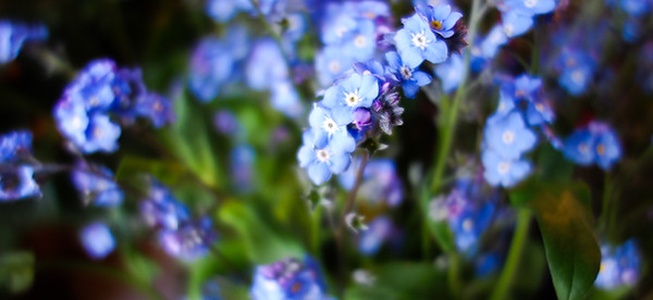 Blomsterværsked-4.jpg
