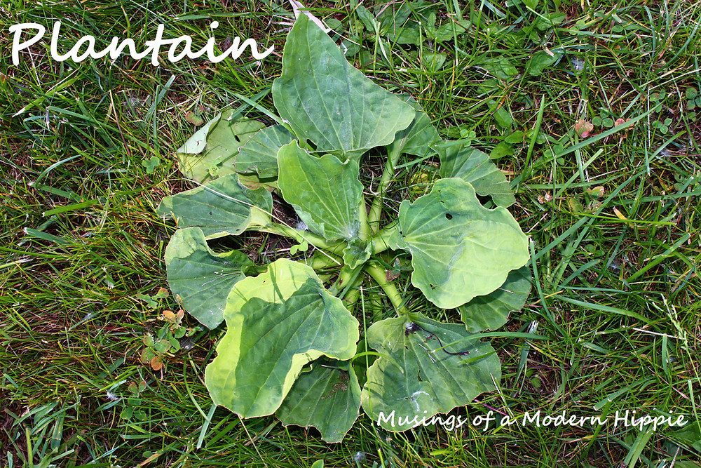 Natural Sunburn Remedies | Musings of a Modern Hippie