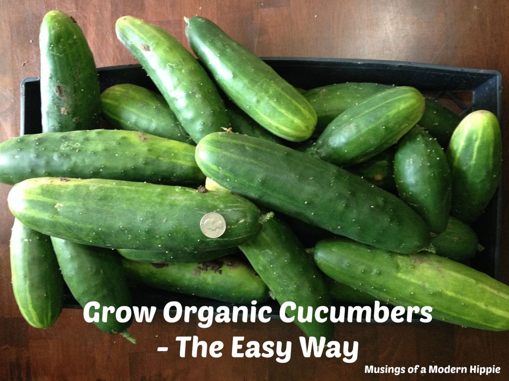 Grow Organic Cucumbers The Easy Way