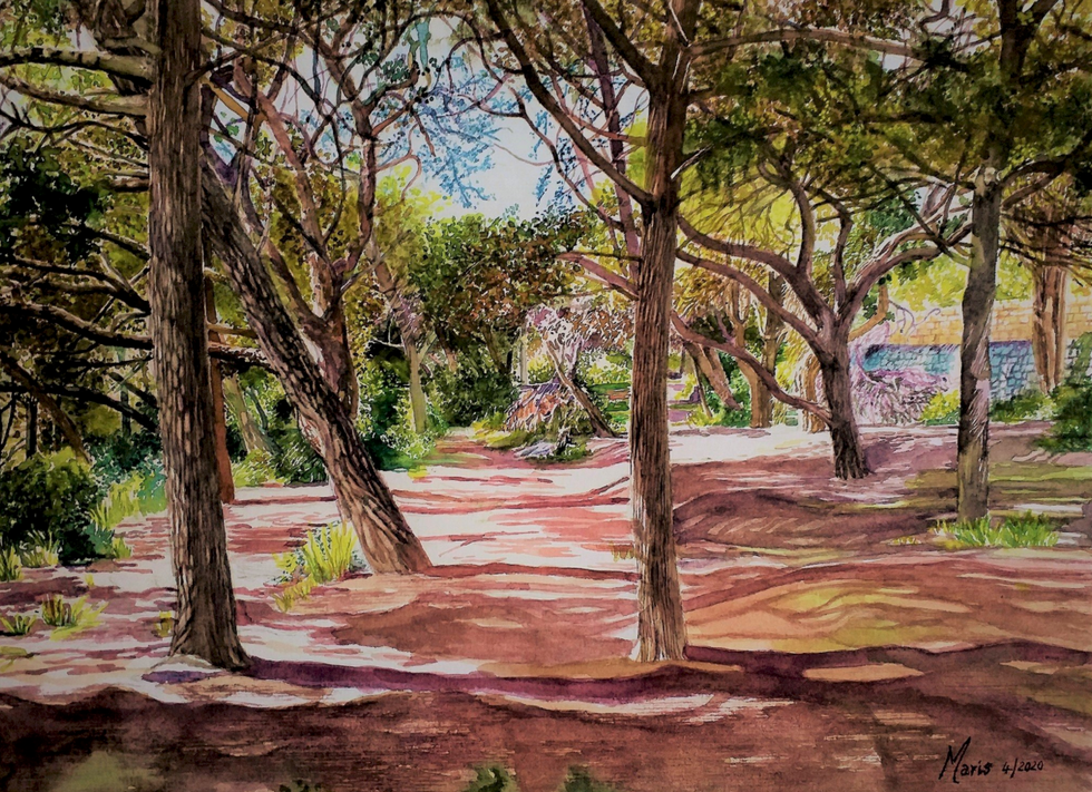 Shadows in the Woods