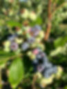 Blueberry 2024.jpeg