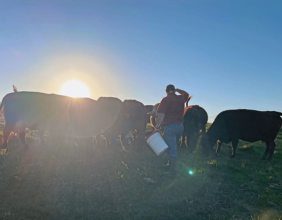 Is Buying Bulk Beef Cheaper? An Honest Look at Quarter, Half, and Whole Beef