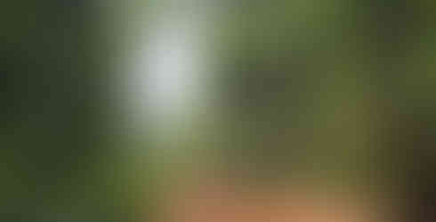 Een modder weg met twee overland auto's erop omringd door groene bomen