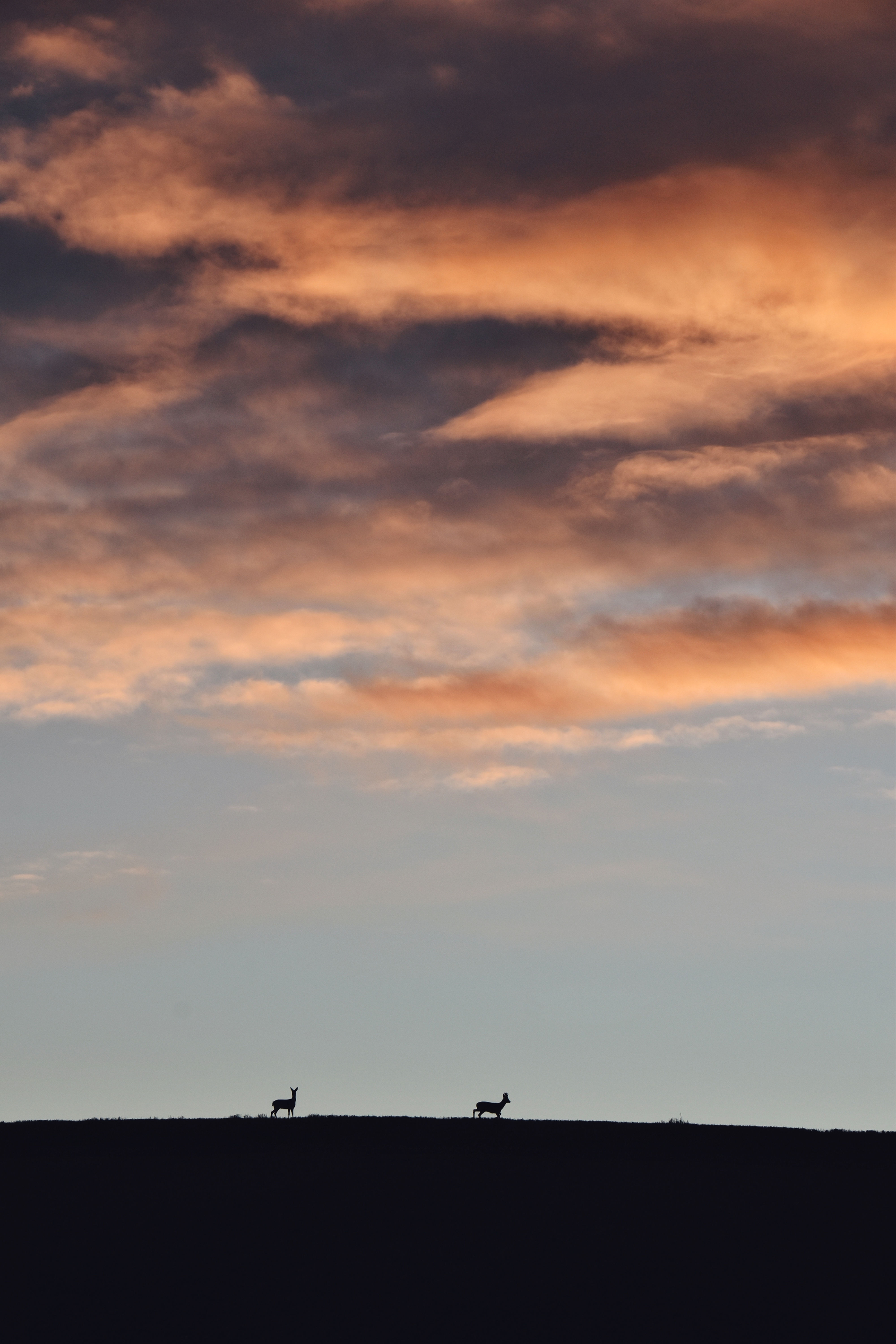 Sunrise Deer