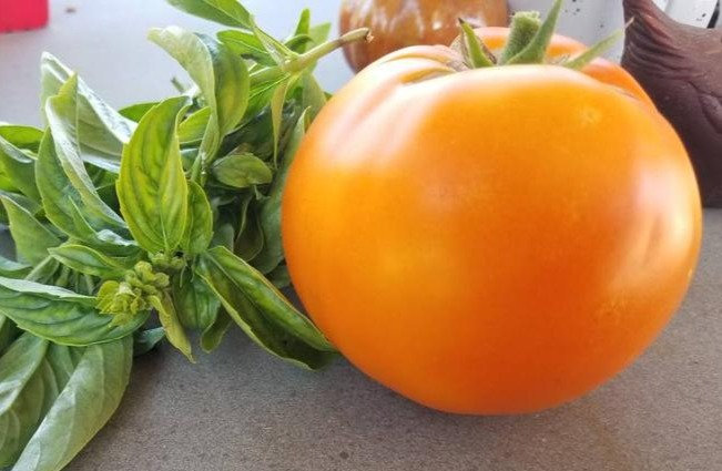 10x Momotaro Gold Tomato Seeds Seedyrons 10x Momotaro Gold Tomato Seeds Seedyrons