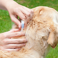 Veterinarian applying topical flea and tick prevention treatment to a golden retriever’s neck—demonstrating monthly parasite