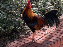 (Opinion) PLP's February Song Recommendations