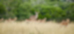 IMG_2920.jpeg