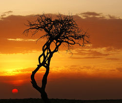Lone Tree at Sunset