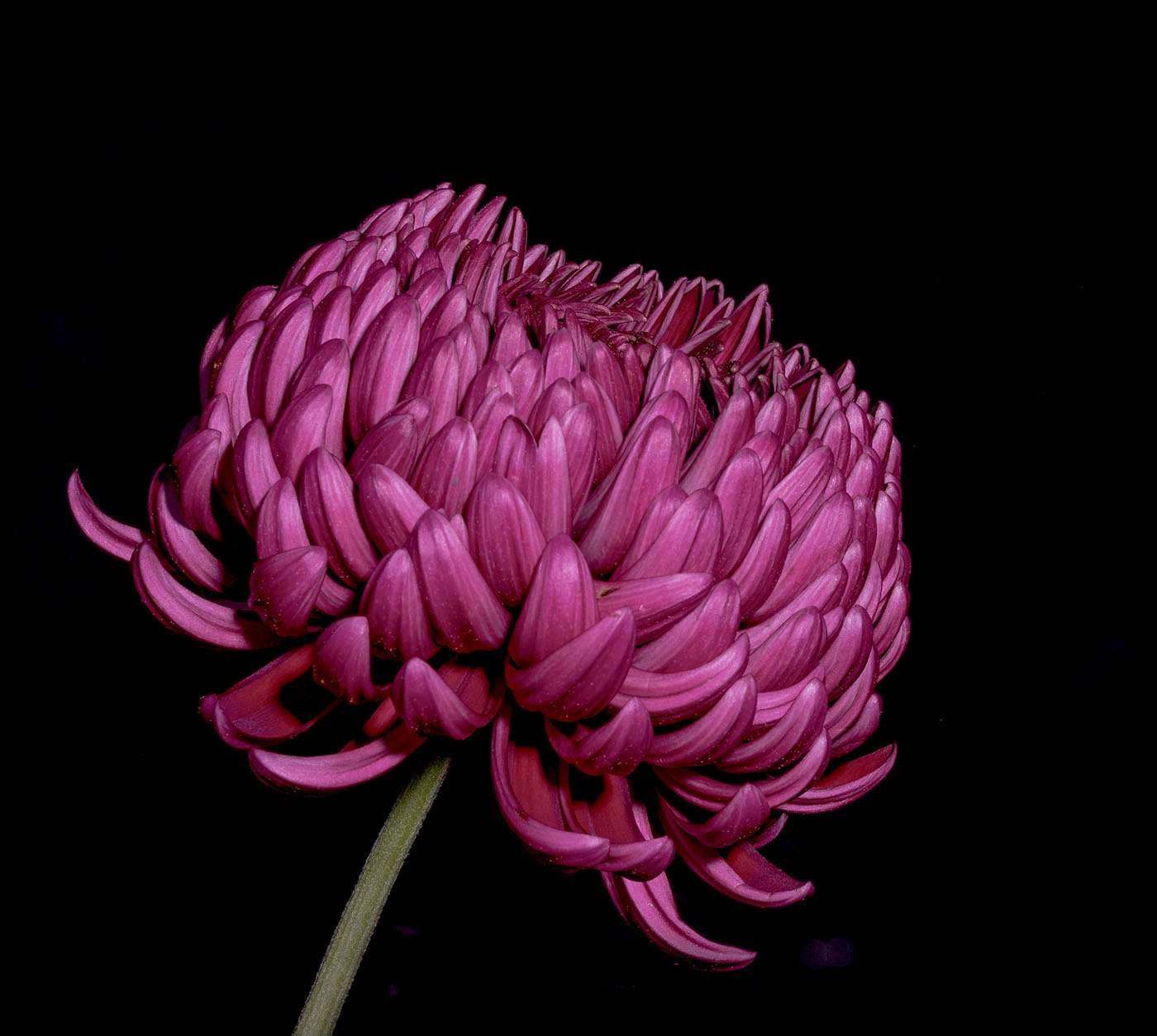 Chrysanthemum 1st Prints