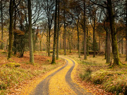 Manesty Wood