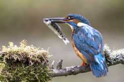 Kingfisher Feeding Young 2ndDigitals