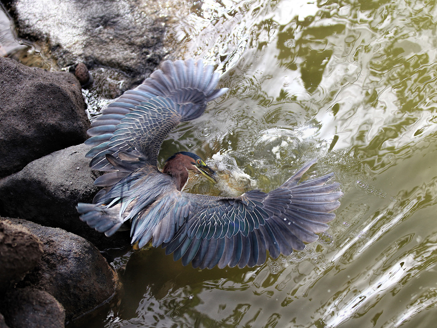 Got Ya! by Steve Bowden
